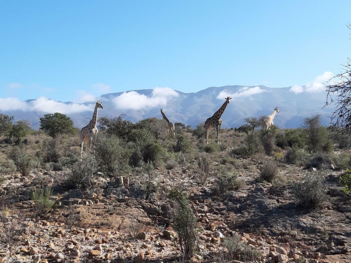 Wolverfontein Karoo Cottages Ladismith Εξωτερικό φωτογραφία